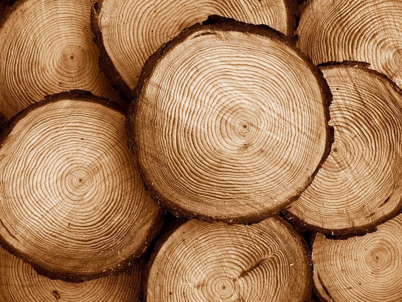 Украина ушла от советских стандартов классификации древесины