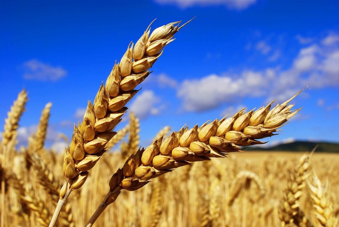 С начала года Украина экспортировала почти 3 млн тонн пшеницы