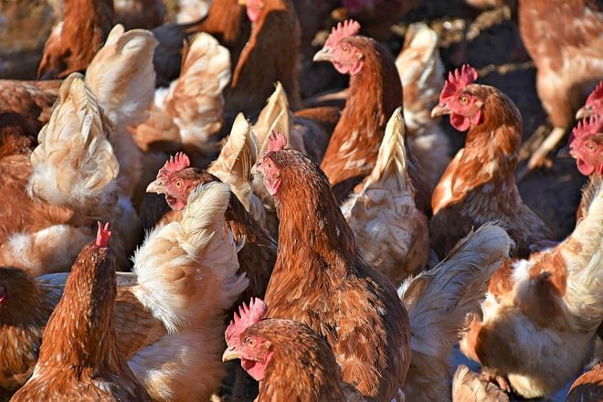 Мироновский хлебопродукт сократил экспорт курятины, но нарастил продажи в Украине