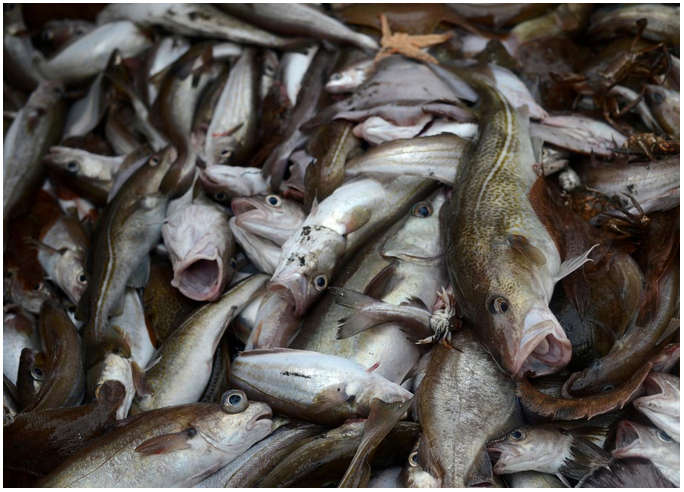 Експорт живої та свіжої (охолодженої) риби склав понад 163 тонни