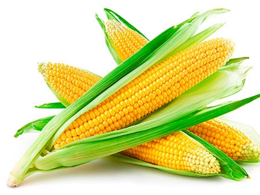 Україна захопила більше третини ринку кукурудзи Єгипту
