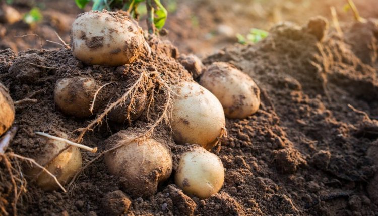 В Україні підтримуватимуть виробників картоплі