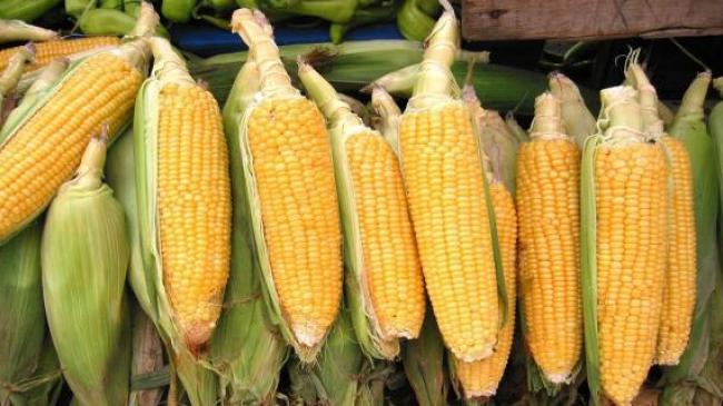 Прогноз експорту кукурудзи з України збільшено на 1,5 млн тонн