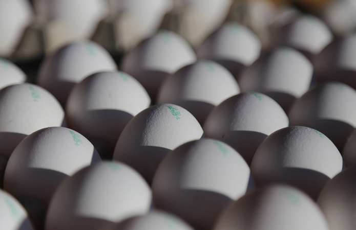 Сумщина збільшила експорт яєць майже на 40%