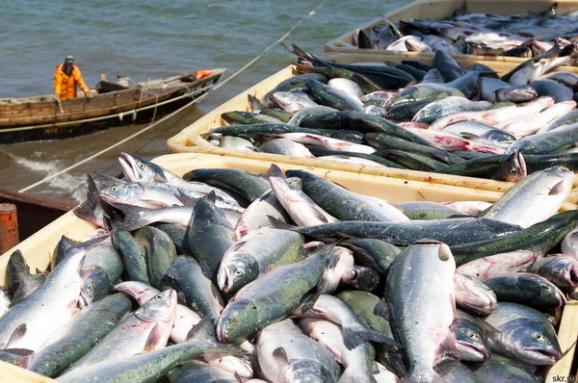 Україна встановила рекорд з експорту риби
