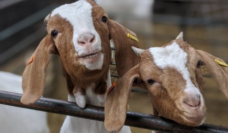 Англійська ферма пропонує запросити козу на відеонараду в Zoom