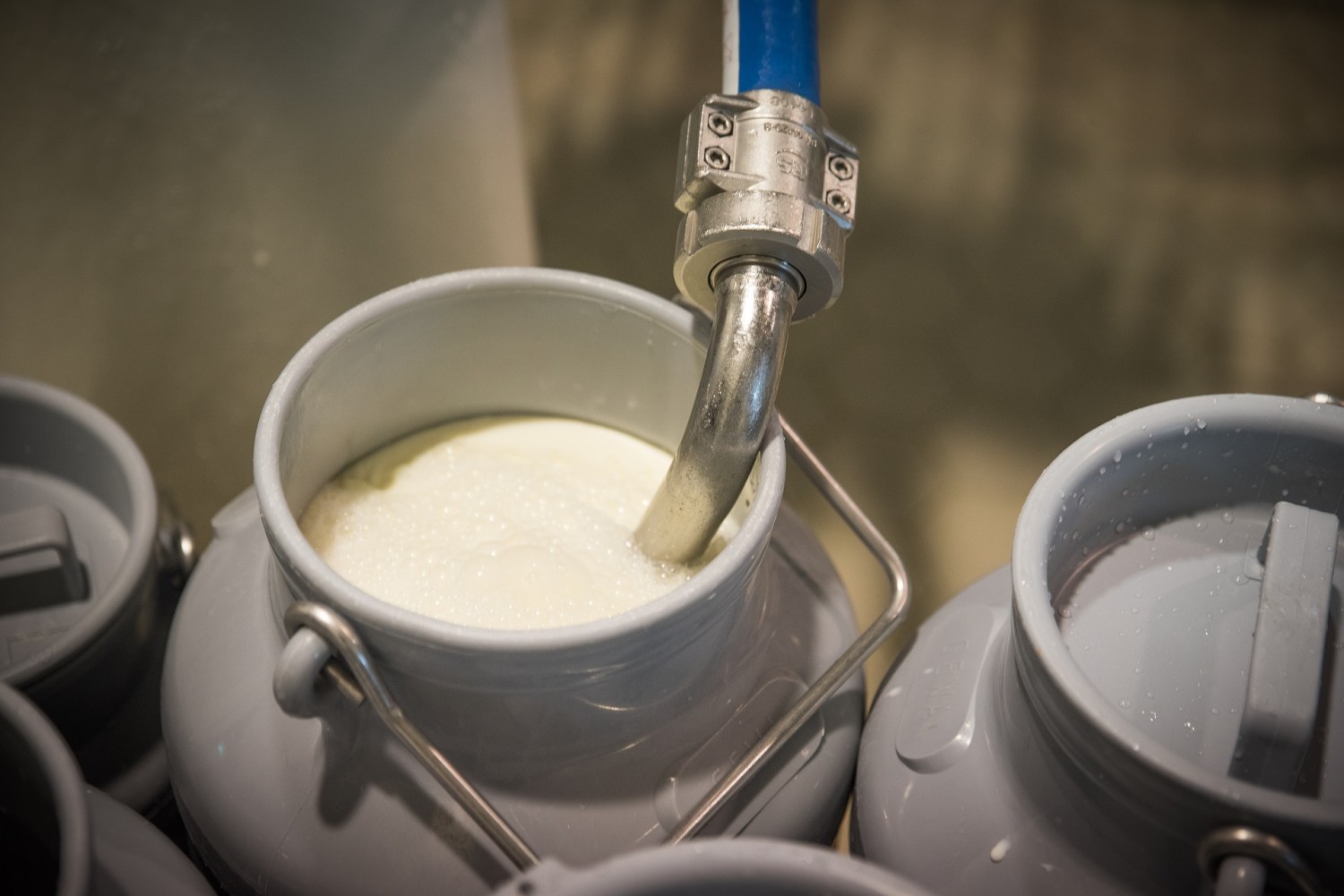 Україна має всі шанси зайняти лідируючу позицію на світовому ринку молока