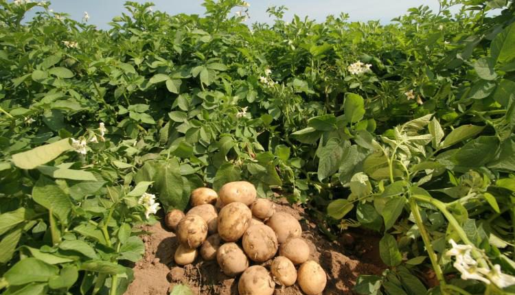 Стало відомо, що допоможе налагодити експорт української картоплі до ЄС