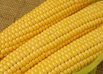 Більше 14,5 млн тонн кукурудзи експортовано за кордон
