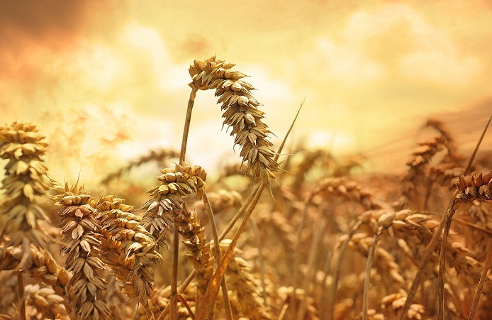 Украина не собирается ограничивать экспорт зерна