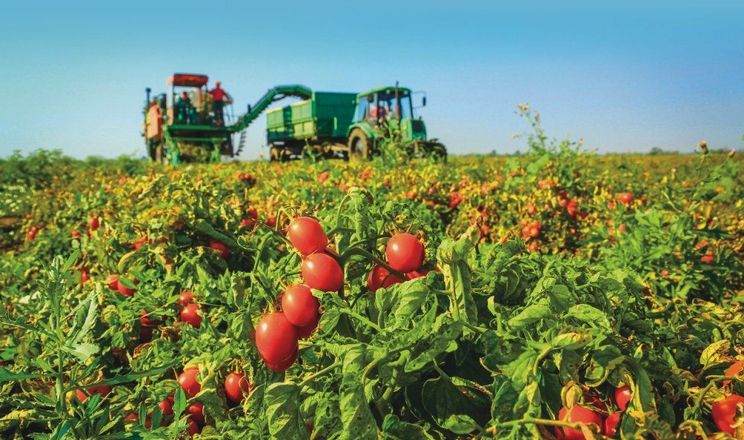 Компанія Agrofusion продовжить нарощування площ томатів