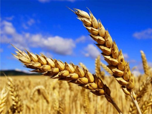 Украина оказалась в пятерке лидеров по экспорту зерна