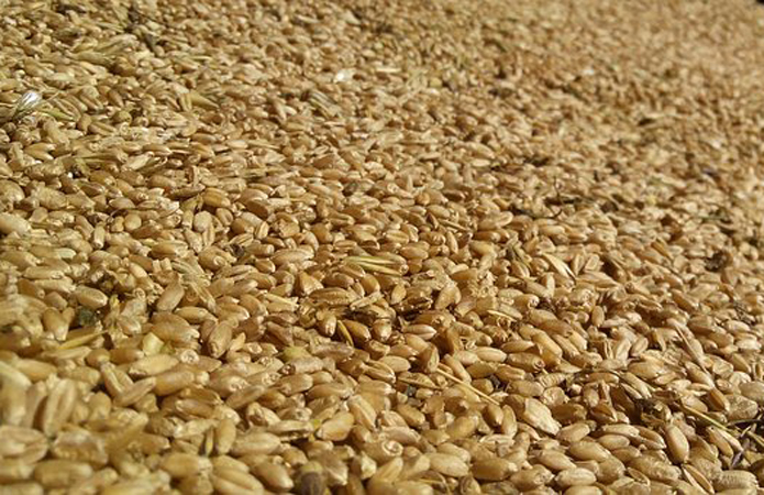 Украина отправила на экспорт почти 15 млн пшеницы