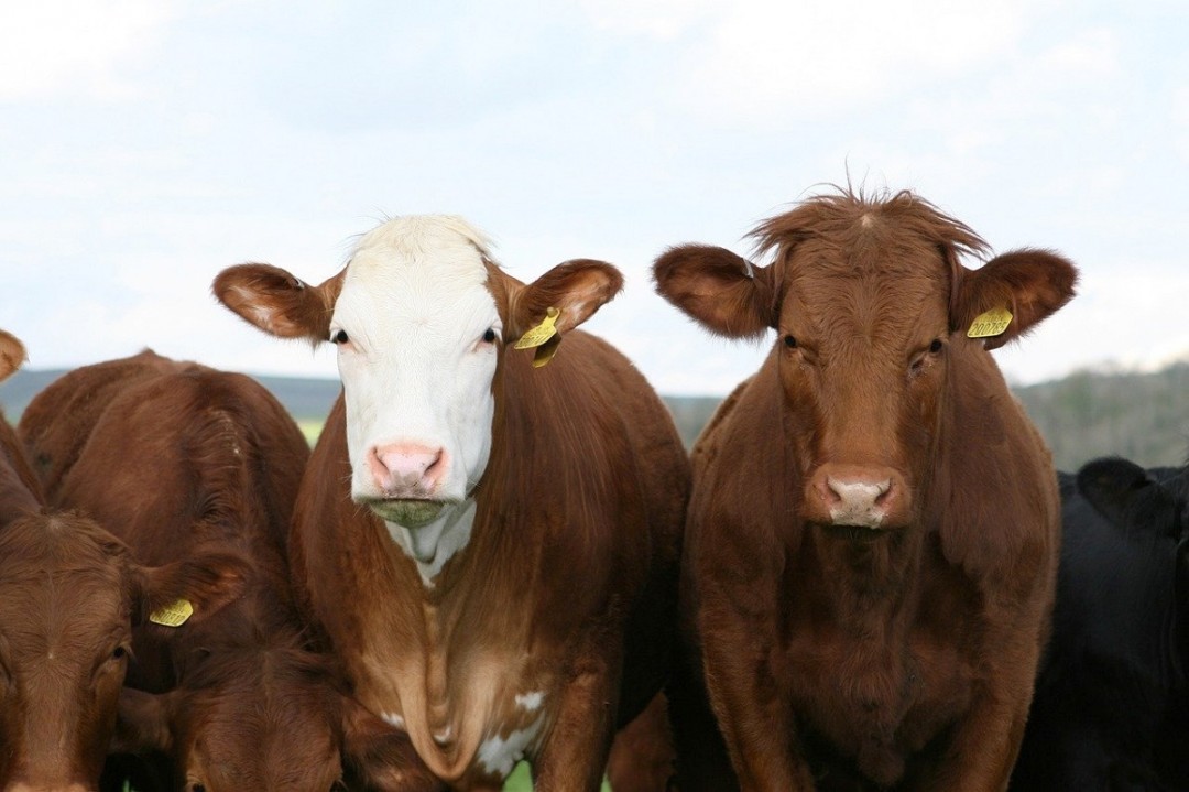 Украина на 22% нарастила импорт крупного рогатого скота