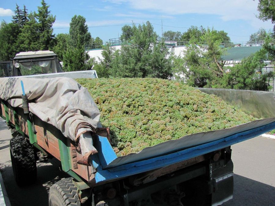 В Доме марочных коньяков «Таврия» встретили первую «лодочку» винограда