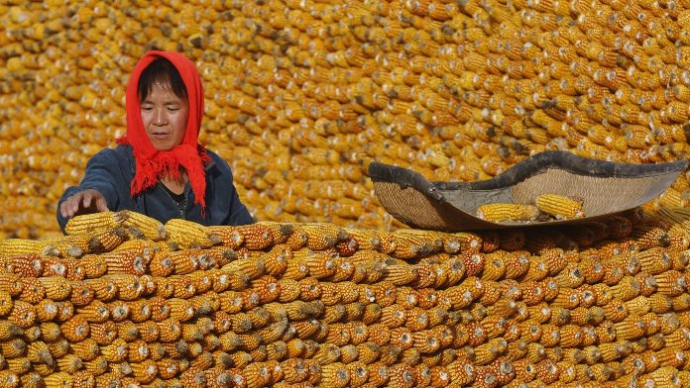 Украинская кукуруза вытесняет американскую с рынка Китая