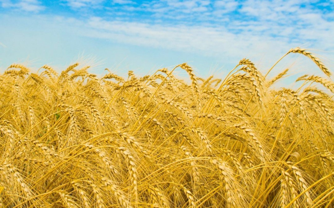 Украина подскочила в мировом рейтинге аграрного экспорта