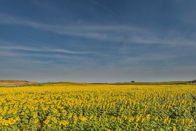 Украина сохранила мировое первенство по поставкам подсолнечного масла