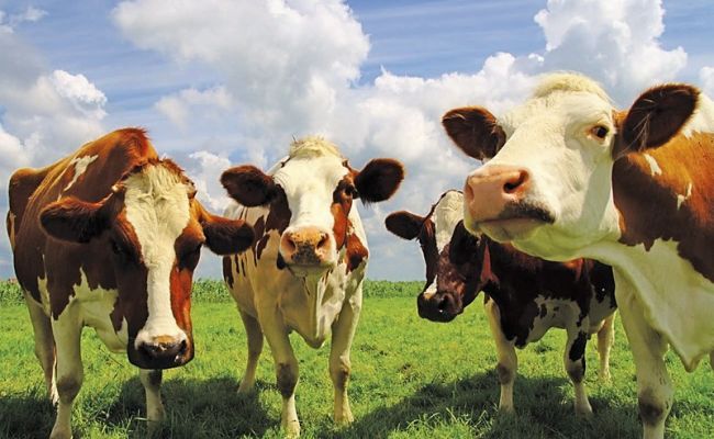Поголовье крупного рогатого скота в Украине за год сократилось на 6,4%