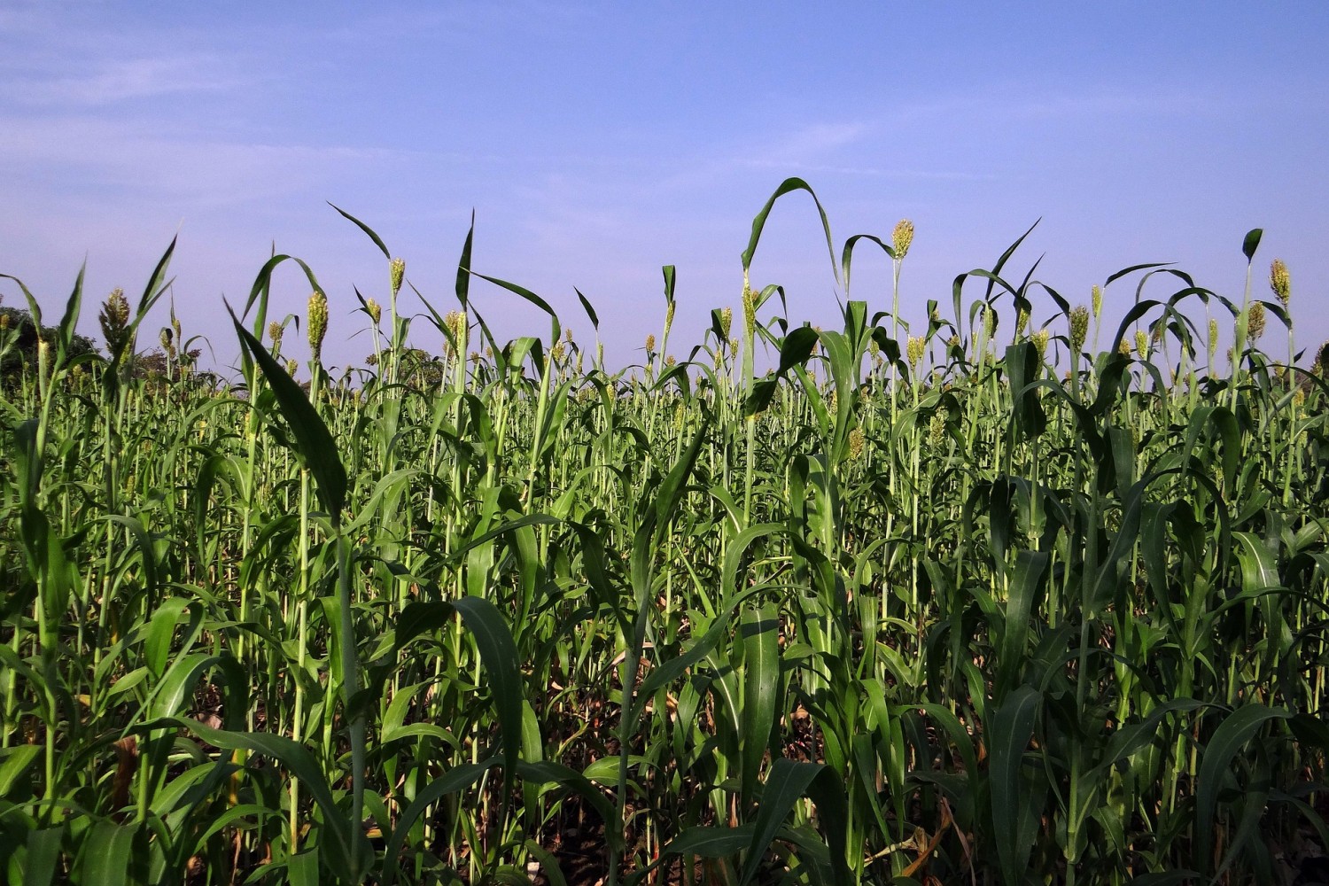 KSG Agro приступил к уборке подсолнечника и кукурузы
