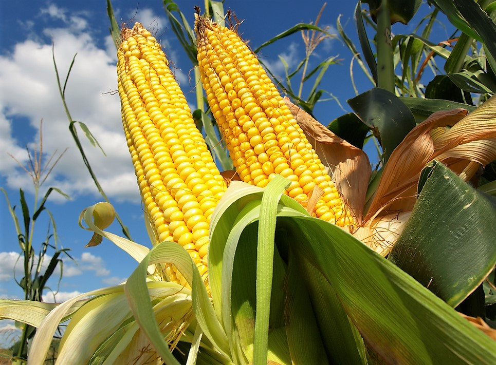 В Украине просят ограничить экспорт кукурузы в текущем сезоне