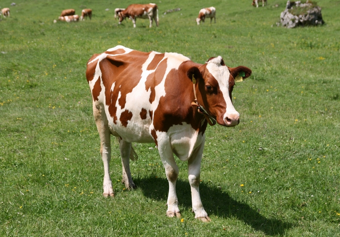 В Харьковской области сокращается поголовье сельскохозяйственных животных