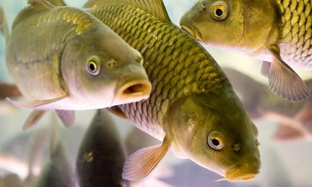 За 8 місяців 2020 року експорт української риби та ракоподібних збільшився на 24%