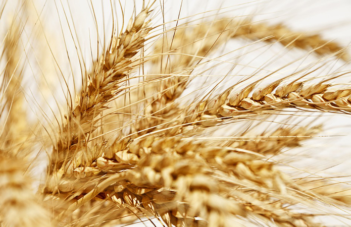 На экспорт ушло более 12 млн т украинской пшеницы