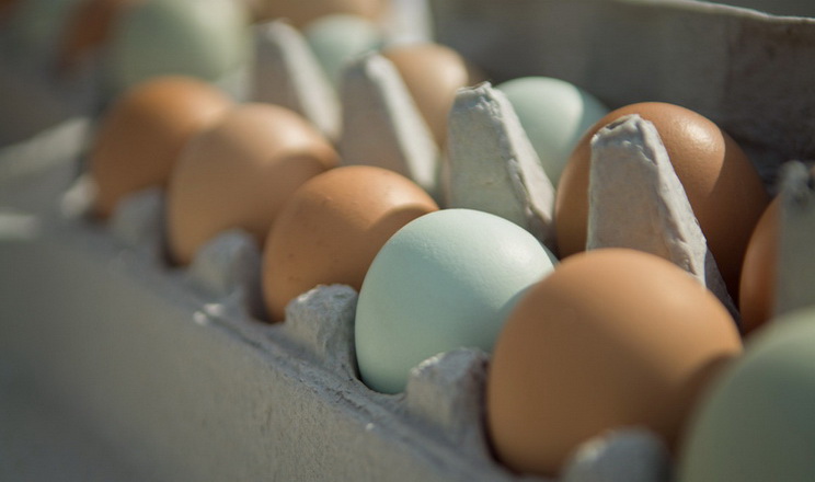 Компанія «Ефі Агро» експортує яйця до Албанії