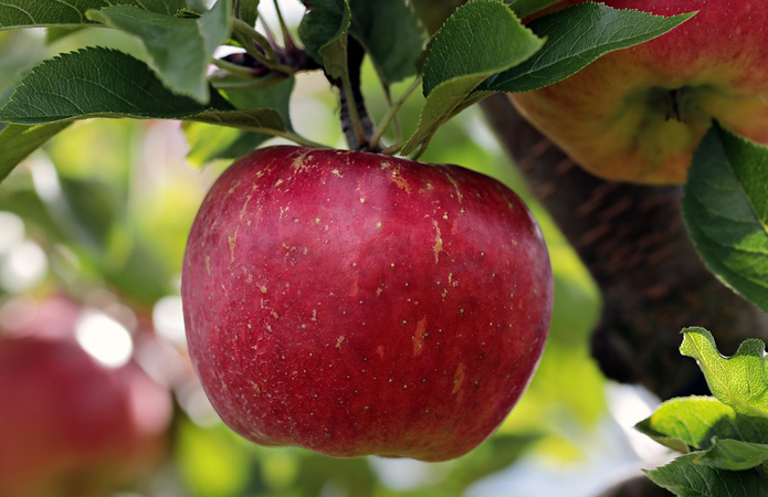 Украина останется в ТОП-15 мировых производителей яблок