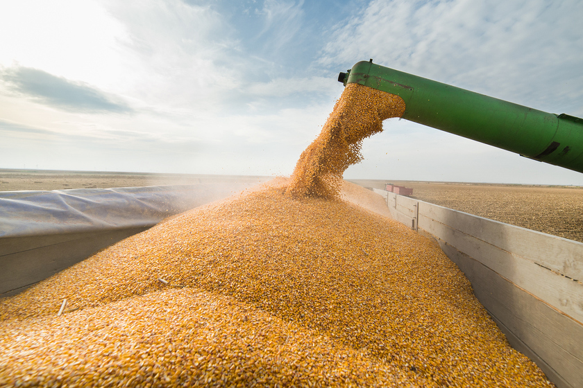 Континентал нарастит экспорт пшеницы в 2 раза