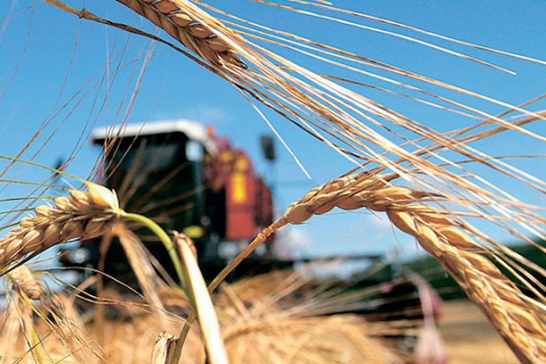В Україні прогнозують масштабне зростання експорту зернових найближчим часом