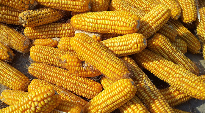Україна відправила на експорт 14 млн т кукурудзи
